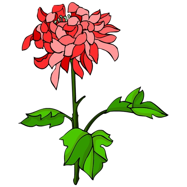 花卉古典插畫