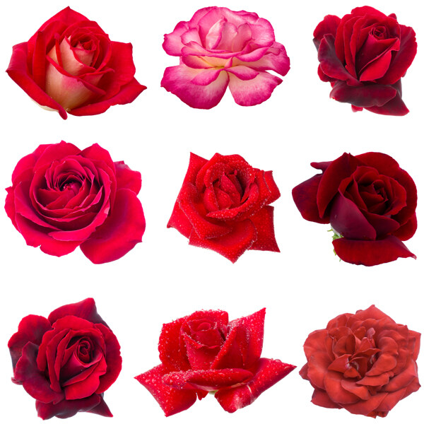 各种品种的玫瑰花