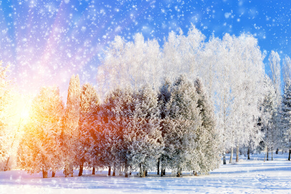 雪中美丽的树木和雪地图片