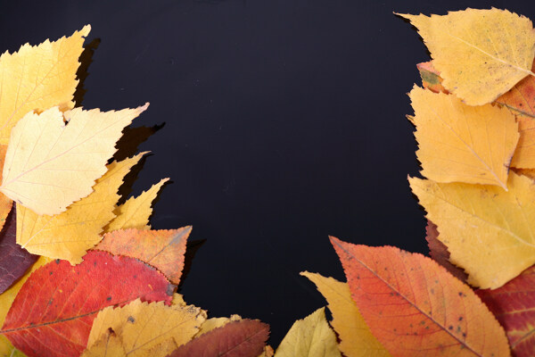 斑点秋天落叶图片