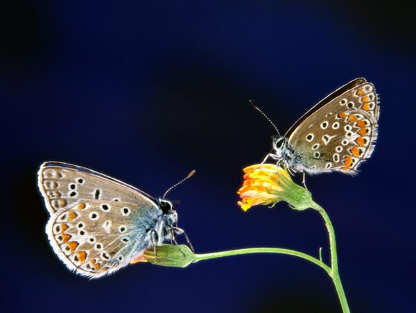 花蝴蝶生物生物世界