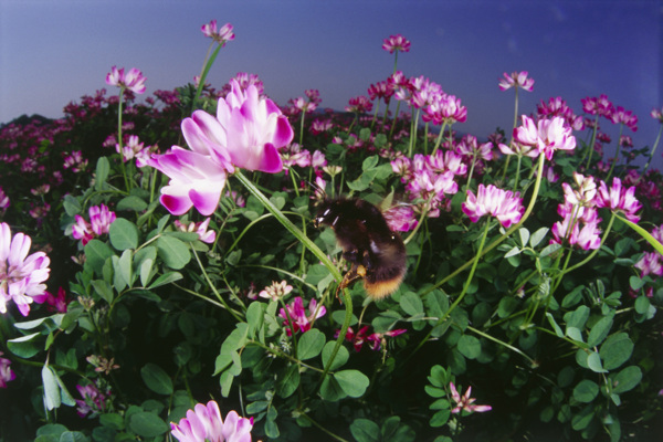 花海里采蜜的蜜蜂