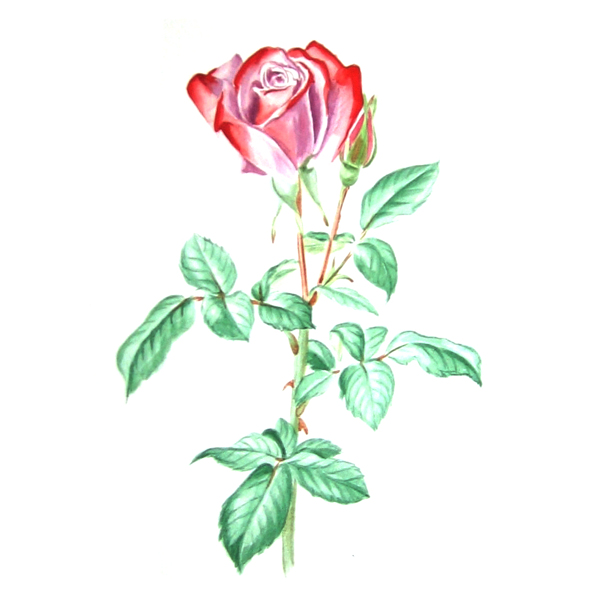 位圖植物寫意花卉花朵玫瑰免費素材