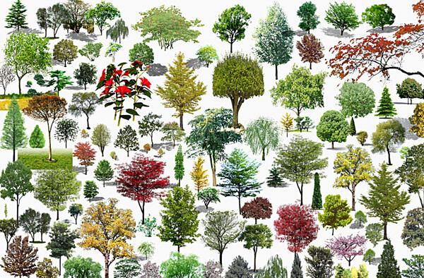 树木园林风景树素材图片