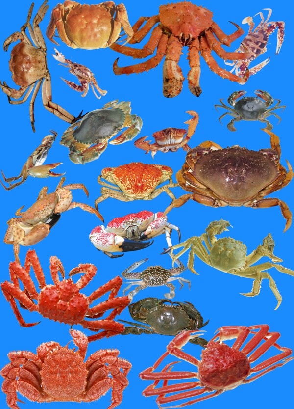 海鲜之都蟹类图片