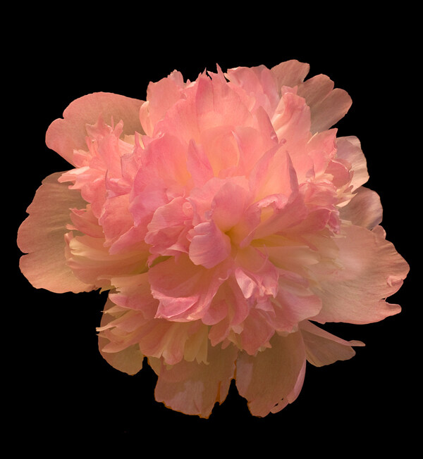 位圖植物攝影寫(xiě)實(shí)花卉花朵牡丹免費(fèi)素材