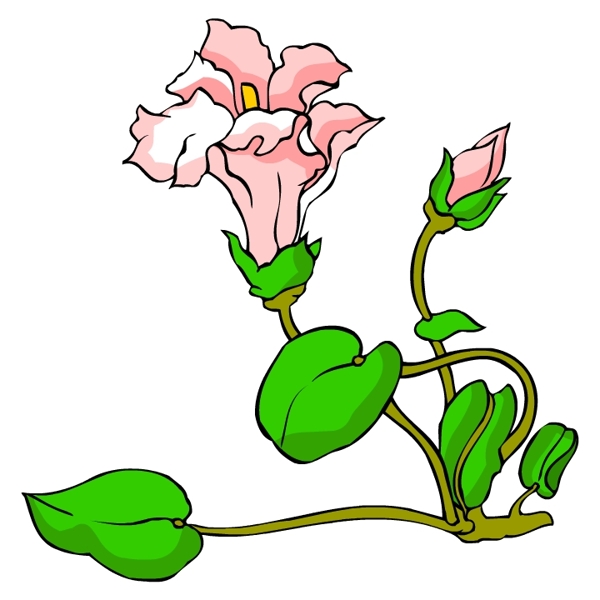 花卉古典插畫