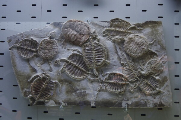 龟化石