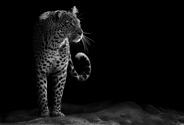 豹子黑白照片