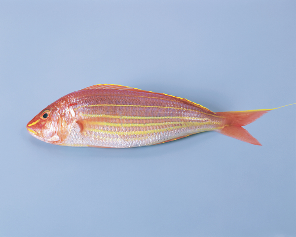海魚圖片