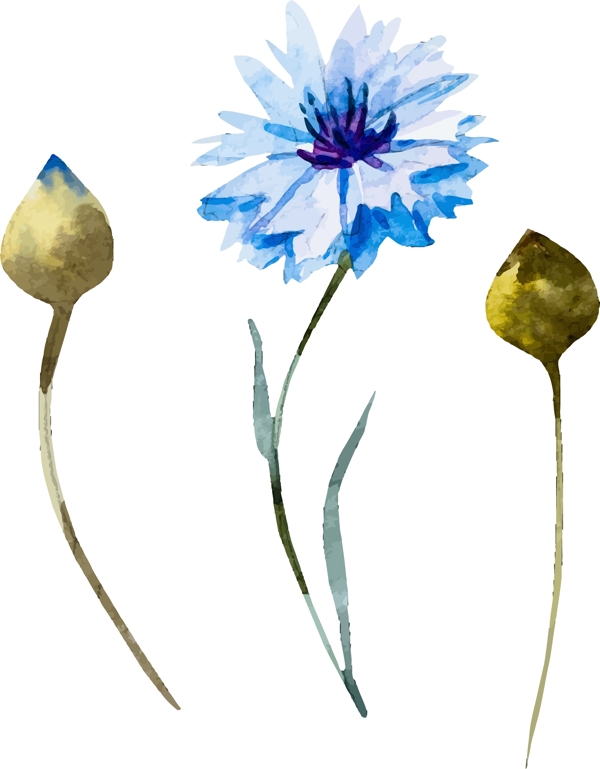 蓝色清新水彩绘花朵插画