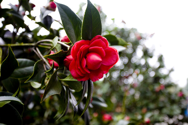 山茶花圖片