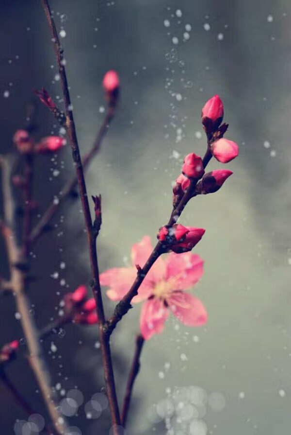 雨中桃花
