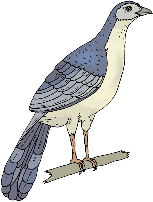 各種鳥類鳥動物矢量素材EPS格式0162