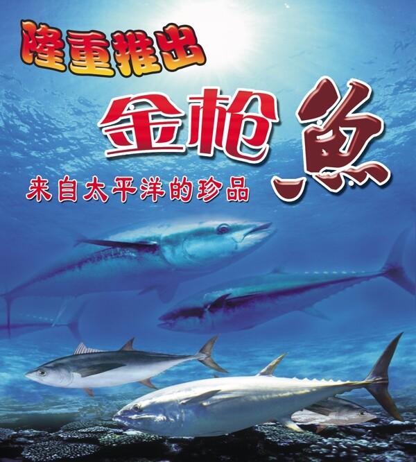 金槍魚