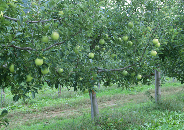 青苹果果园图片