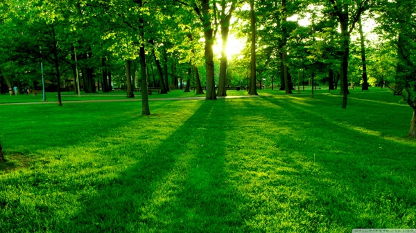 樹林草地圖片