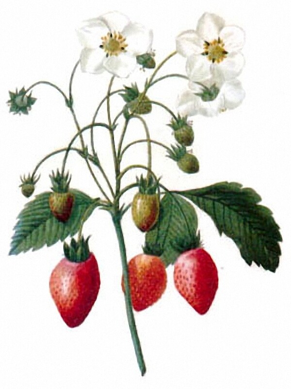 位图植物花卉优雅植物水果免费素材