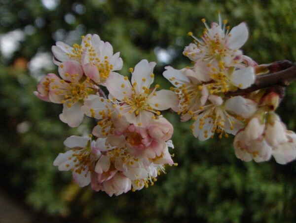 櫻桃花圖片