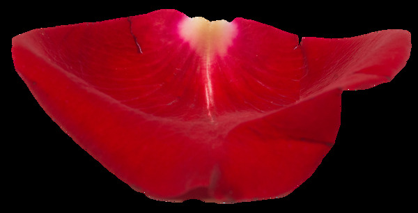 玫瑰花瓣無底透明圖