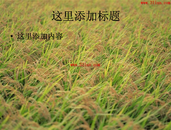 水稻