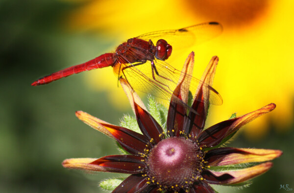 花上的红蜻蜓图片