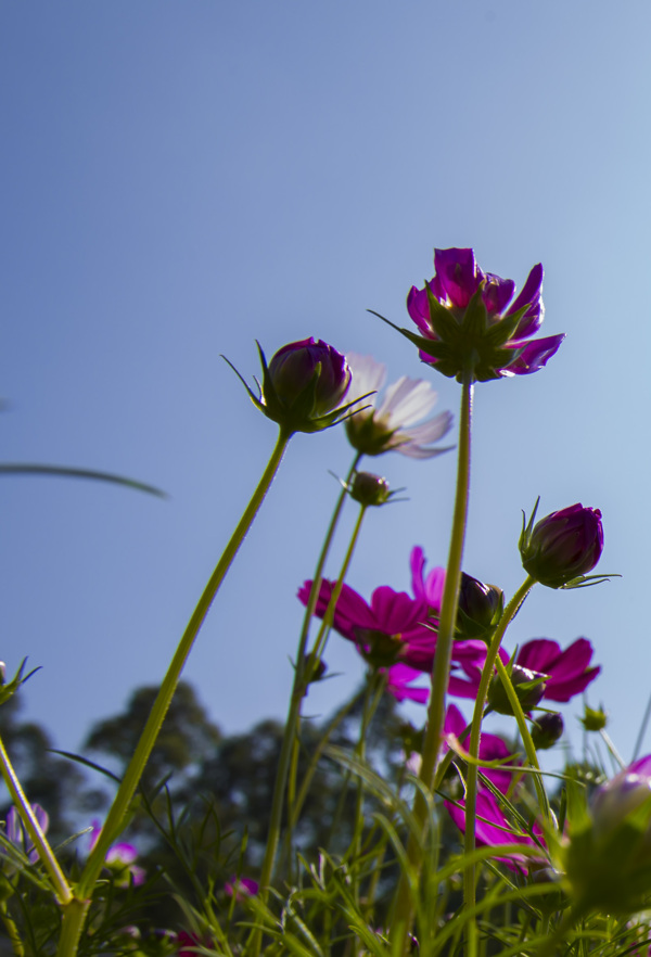 格桑花圖片