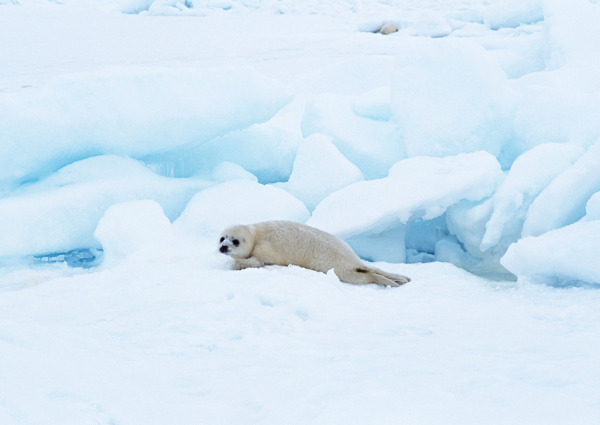 冰川上的海豹图片