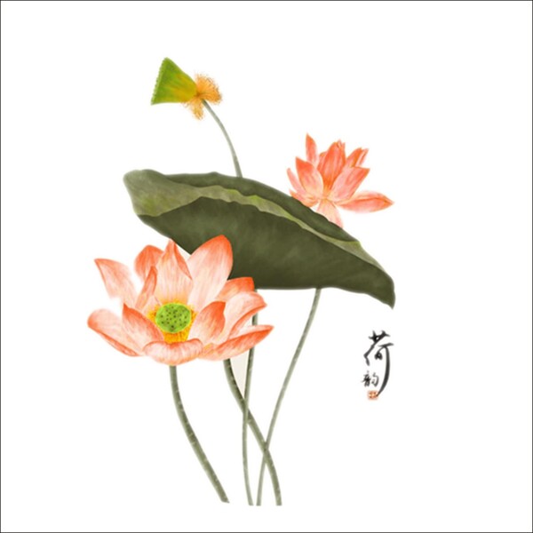 荷花圖