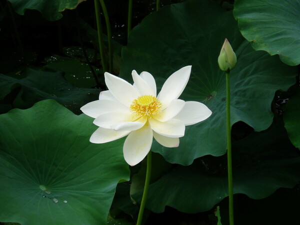 荷花圖片