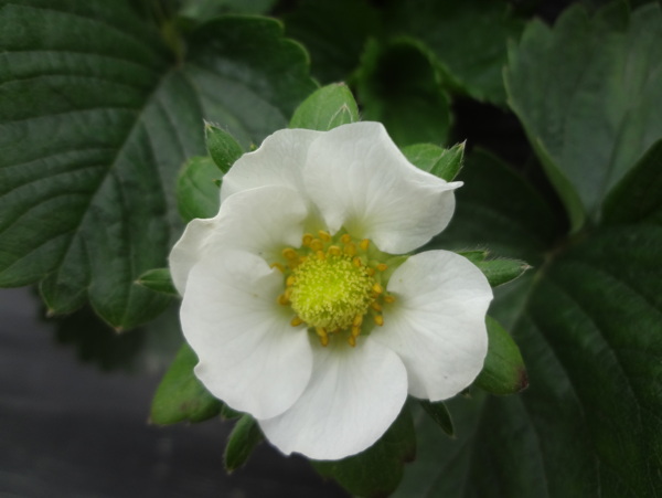 草莓花圖片