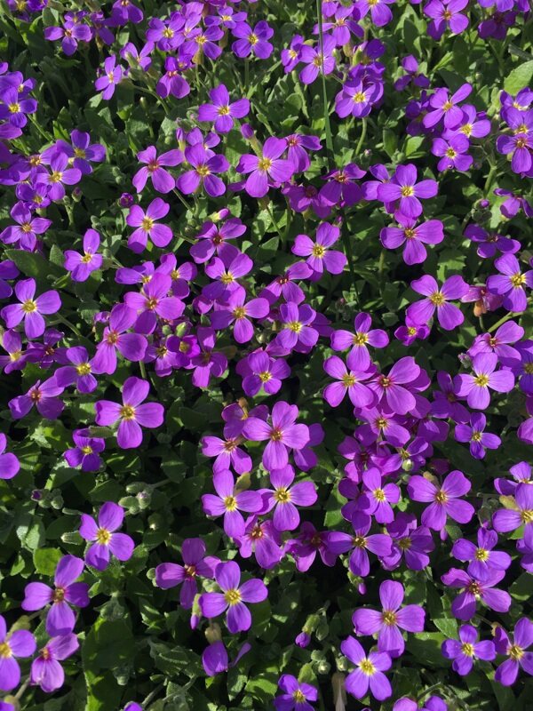 紫罗兰色花朵