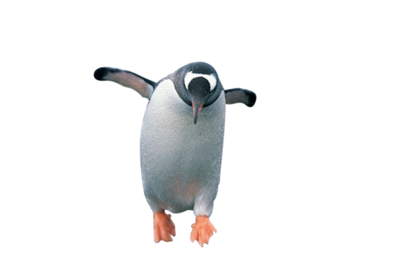企鹅奔跑的企鹅狂奔的企鹅企鹅奔跑