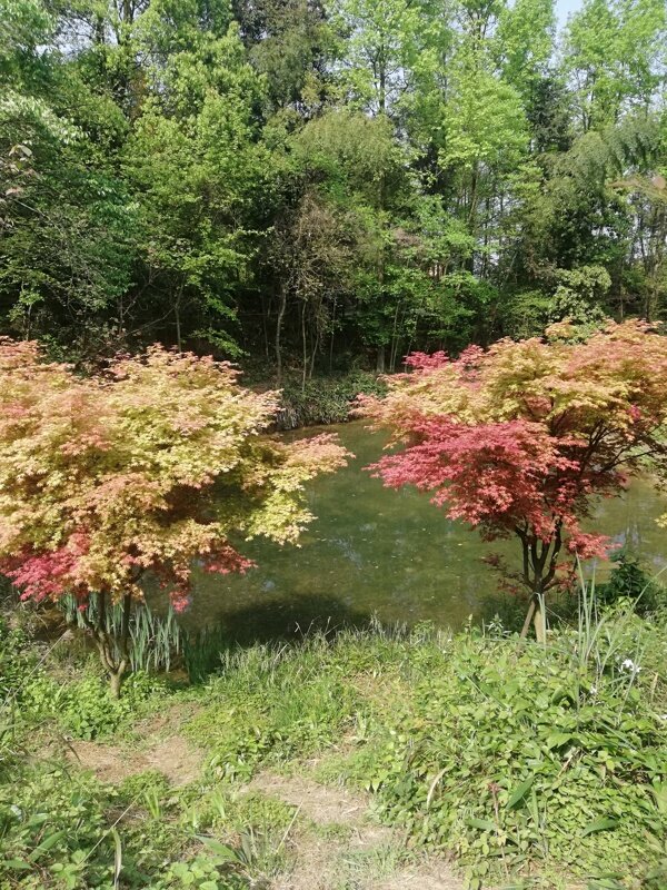 紅楓