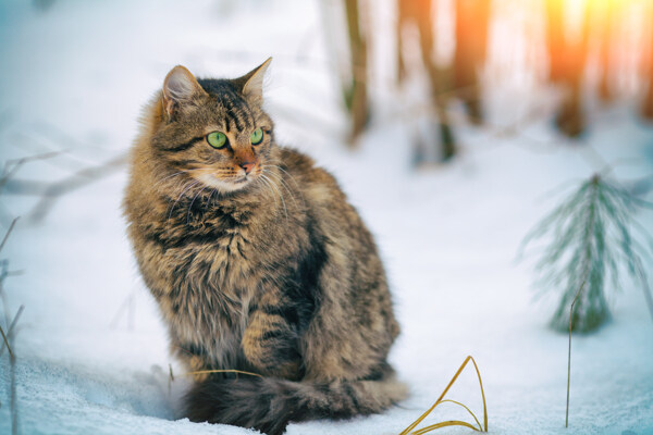 雪地里的小猫咪图片