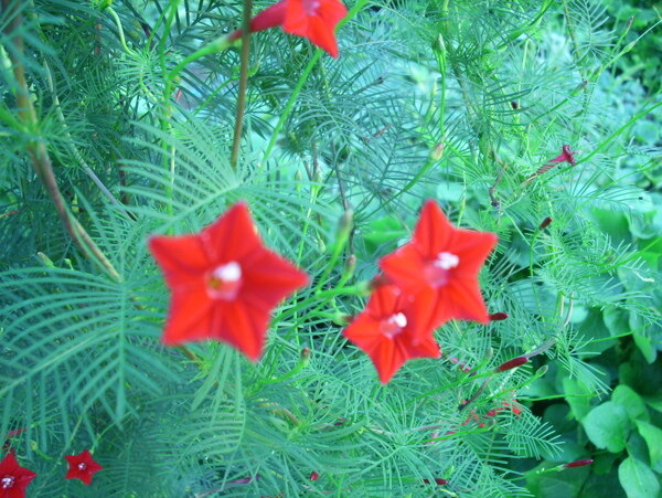五角星花圖片