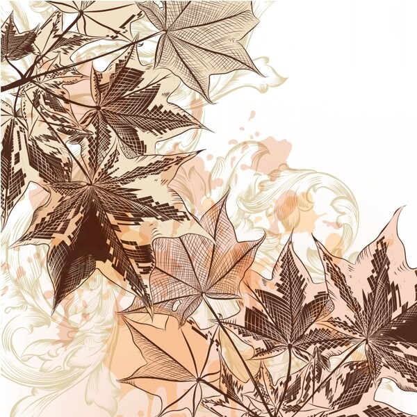手繪楓葉樹(shù)葉圖片