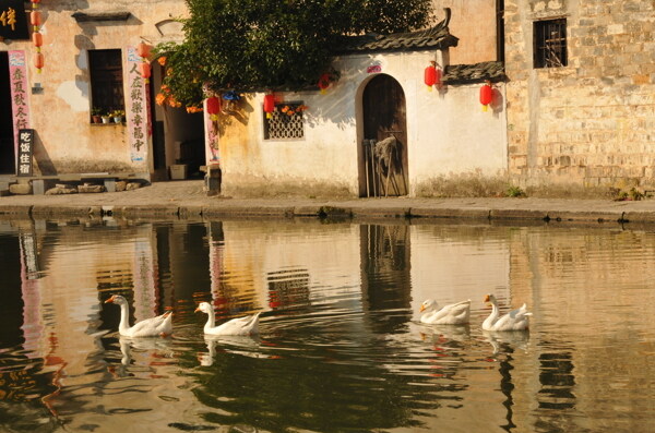 宏村月湖鵝