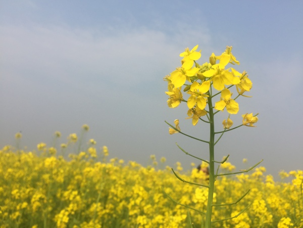 油菜花