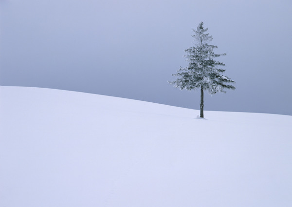 雪地里的一顆樹圖片