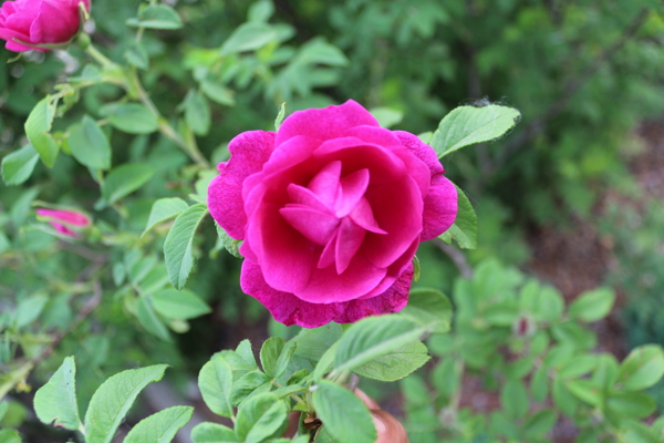 野生月季花圖片