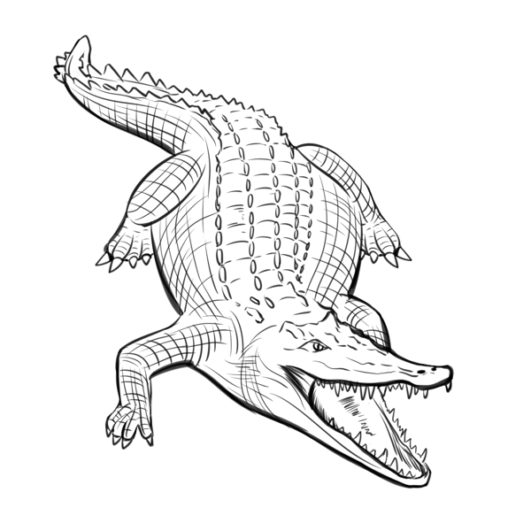 手绘线描线稿野生动物小鳄鱼插画图片