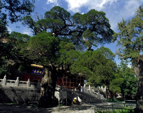 北京故宫图片参天古木明清建筑围栏蓝天白云