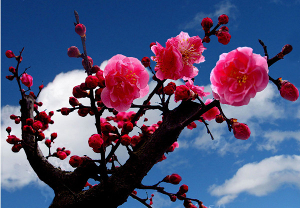 梅花圖片