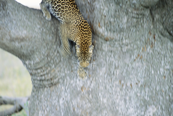 非洲野生动物豹