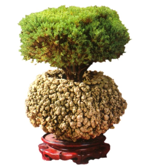 室內(nèi)植物096