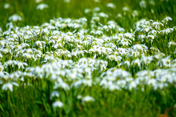 盛开的白色小花图片