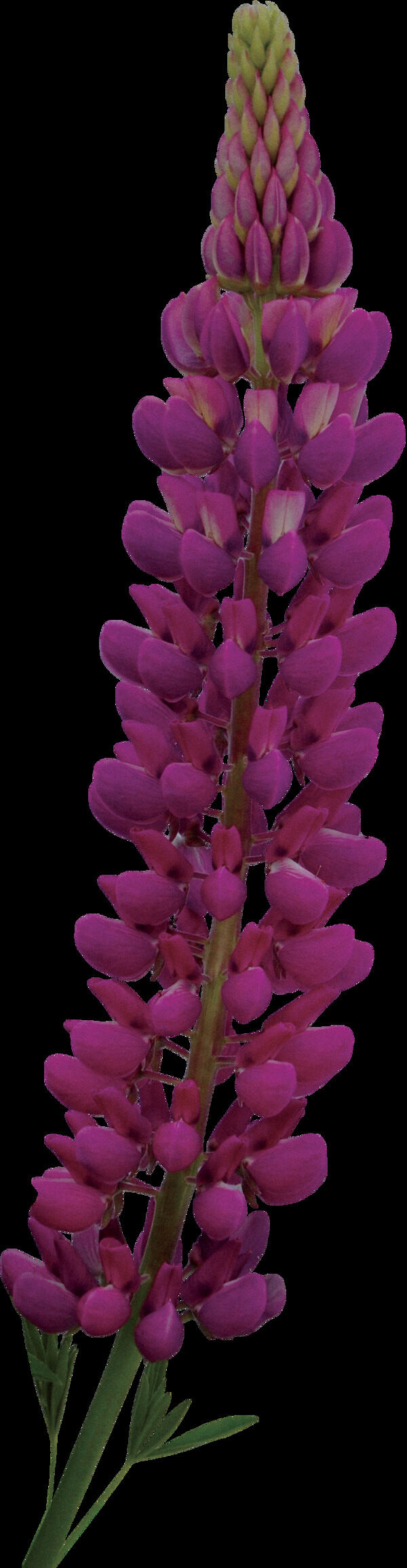 手绘紫红色花蕾花枝png透明素材