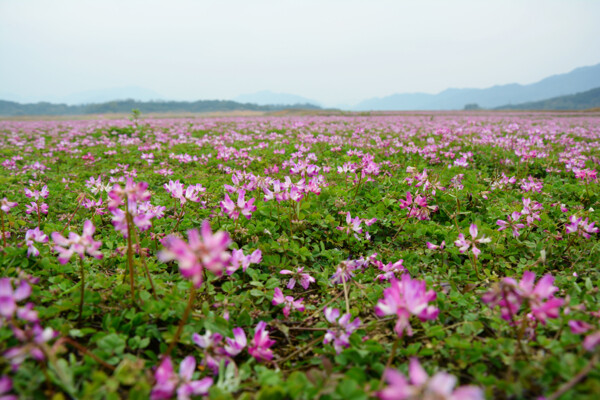 花海