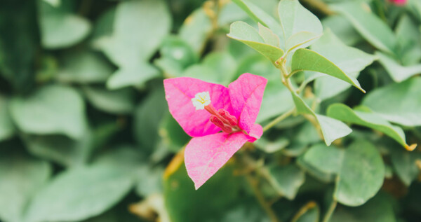 粉色的花朵特写摄影